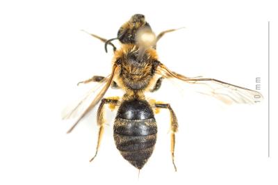  Lasioglossum subfasciatum (Imhoff, 1832)