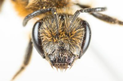  Lasioglossum subfasciatum (Imhoff, 1832)